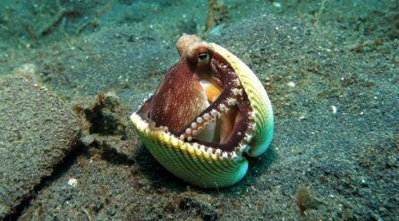 Cómo se reproducen los moluscos