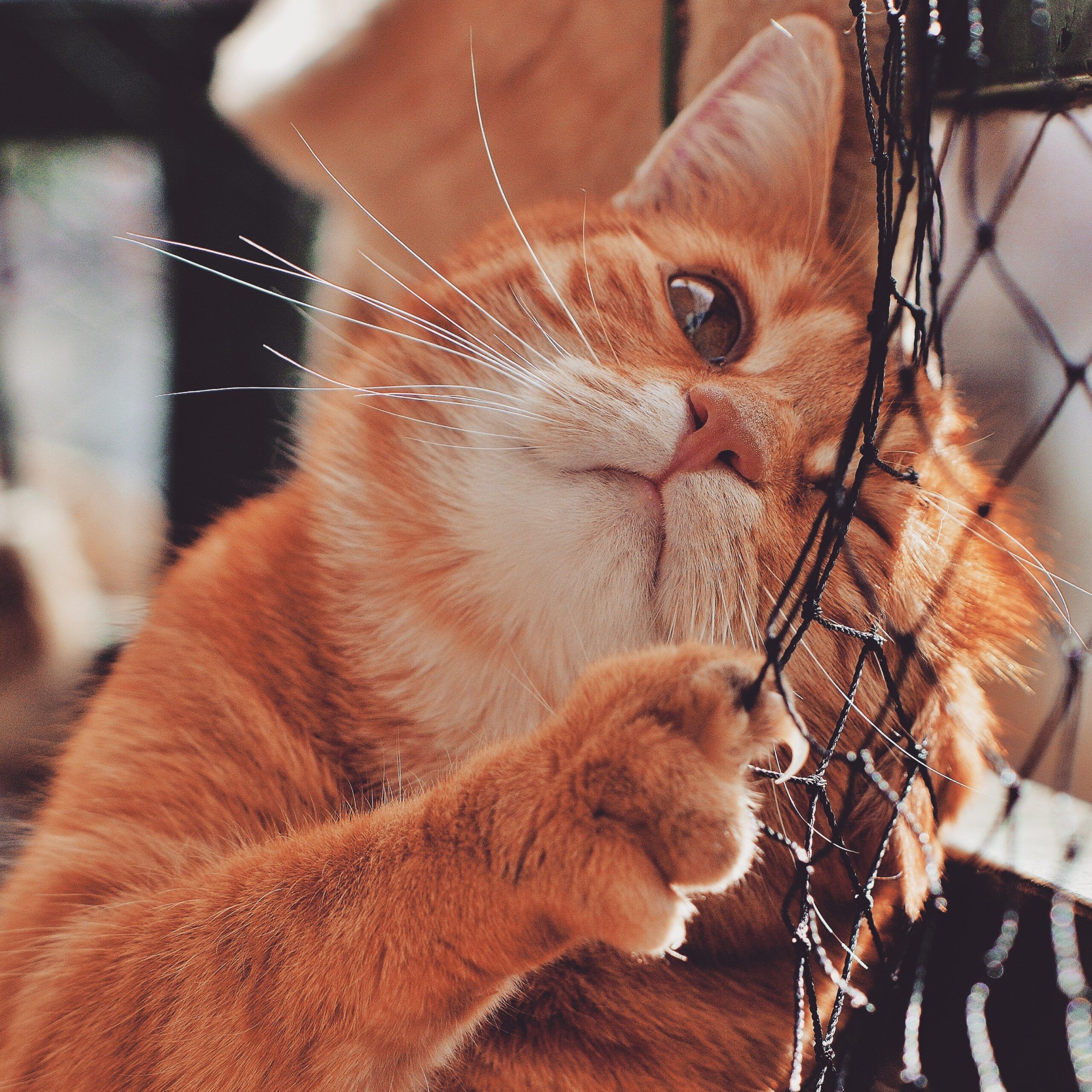 Рыжая картинка прикольные. Рыжая кошка. Рыжий котик. Смешной рыжий кот. Котик оранжевый.