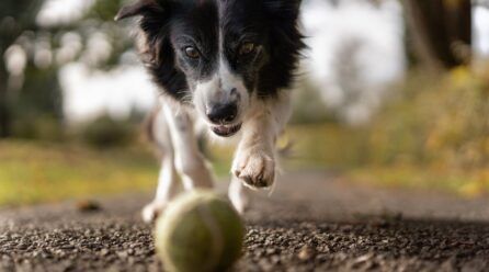 Cómo educar a un border collie