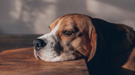 ¿Por qué salen granos en los perros?