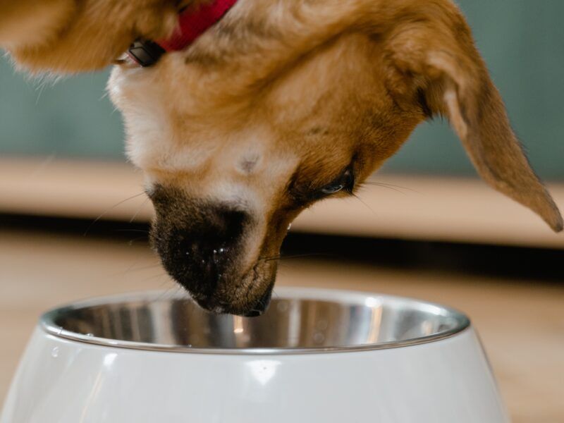 Piensos hipoalergénicos para perros: La llegada de los piensos de proteína de insecto