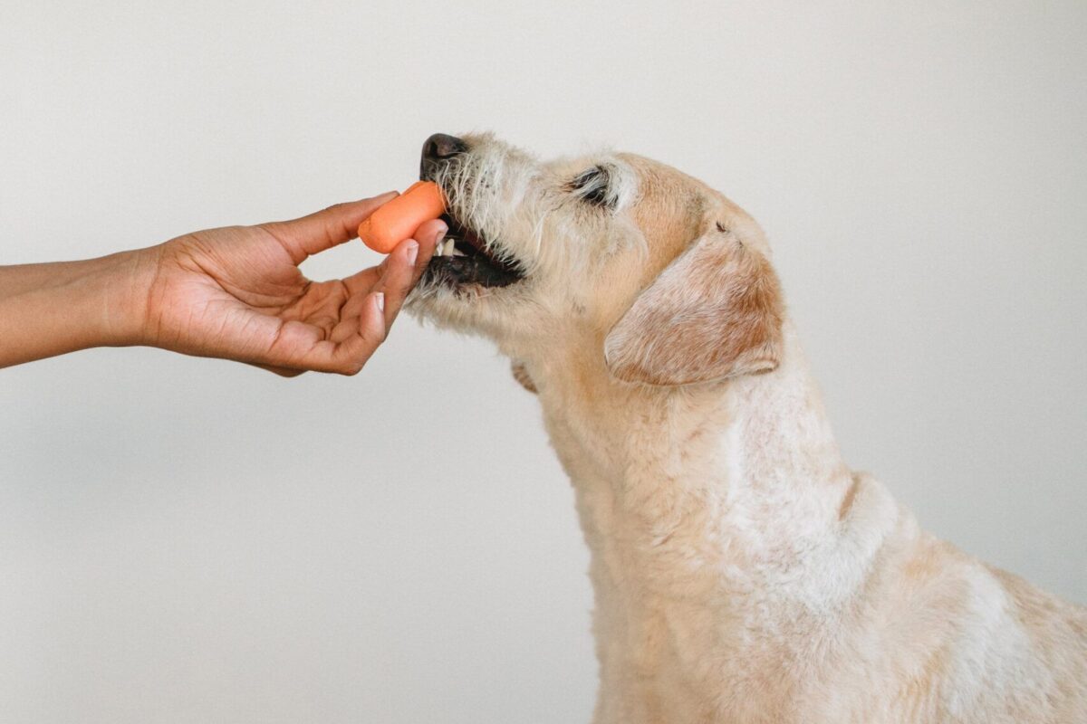 ¿Es buena la zanahoria para los perros?
