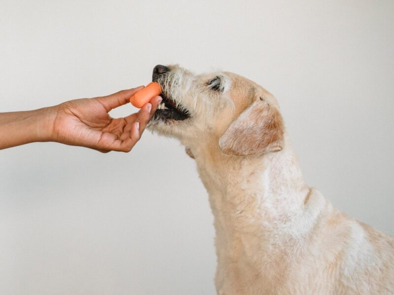 ¿Es buena la zanahoria para los perros?