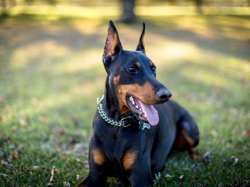 5 perros grandes de pelo corto: características
