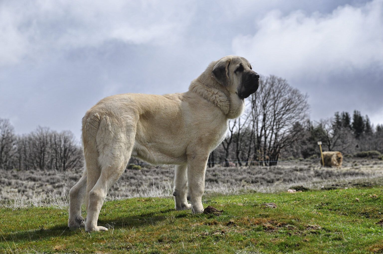 Самая большая собака фото