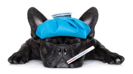 Cómo bajarle la fiebre a un perro