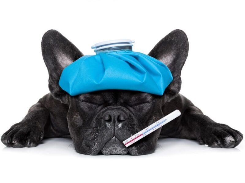 ¿Cómo tratar el Lupus en perros?