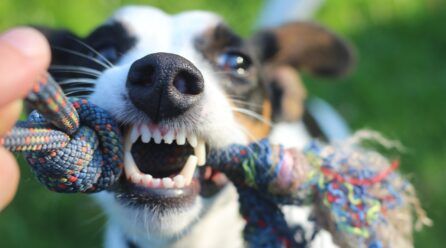 ¿A los perros se le caen los dientes?