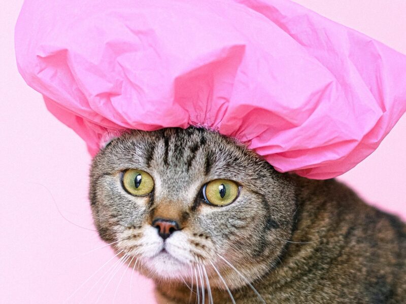 ¿Qué hacer si a mi gato se le cae el pelo?