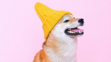 A mi perro se le cae mucho el pelo