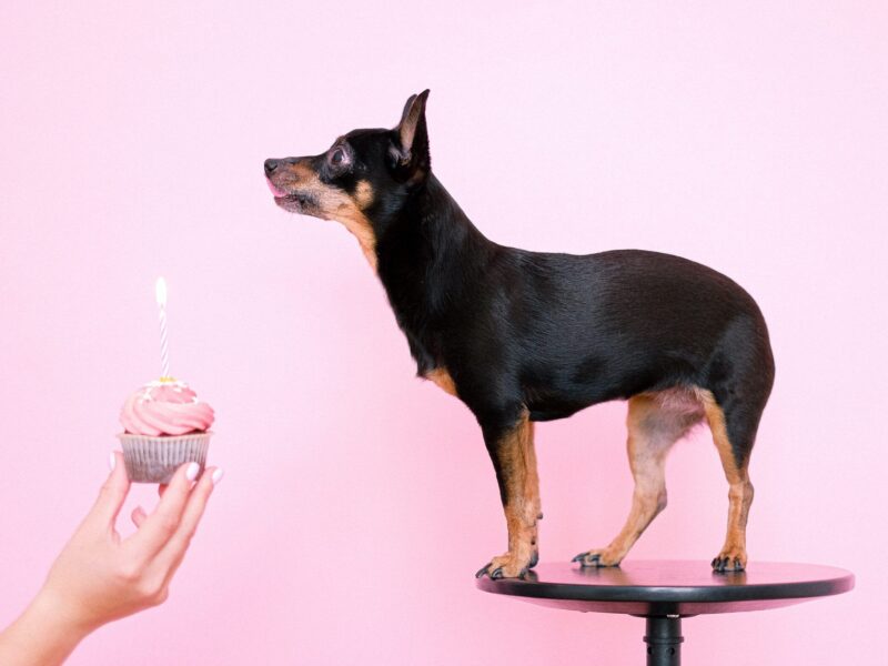 ¿Cuánto vive un chihuahua?