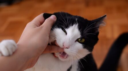 ¿Se puede calmar a un gato agresivo?