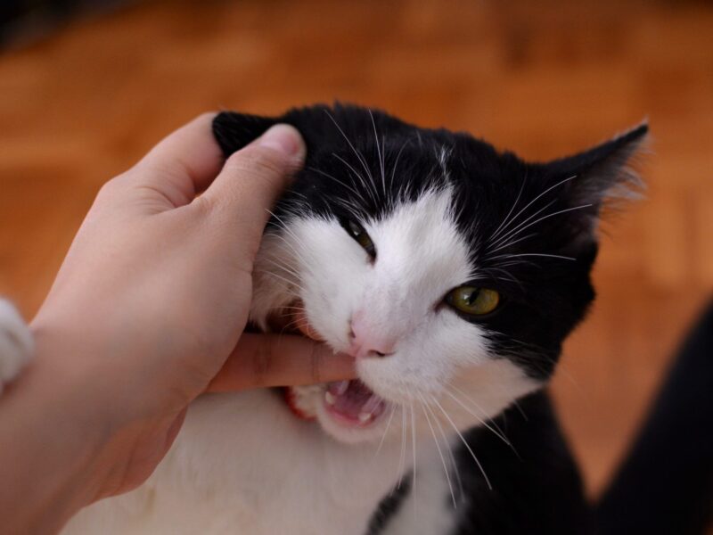 ¿Se puede calmar a un gato agresivo?