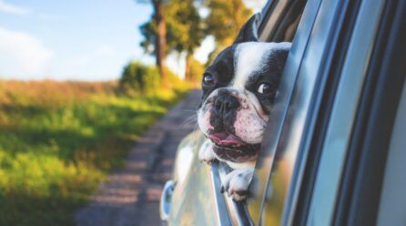 Cómo viajar con un perro en coche