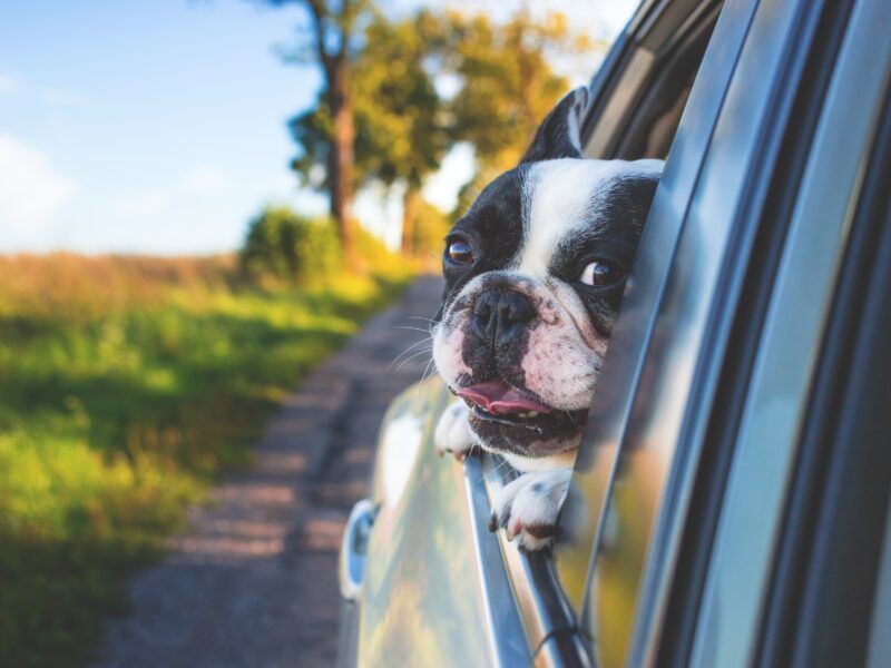 Cómo viajar con un perro en coche