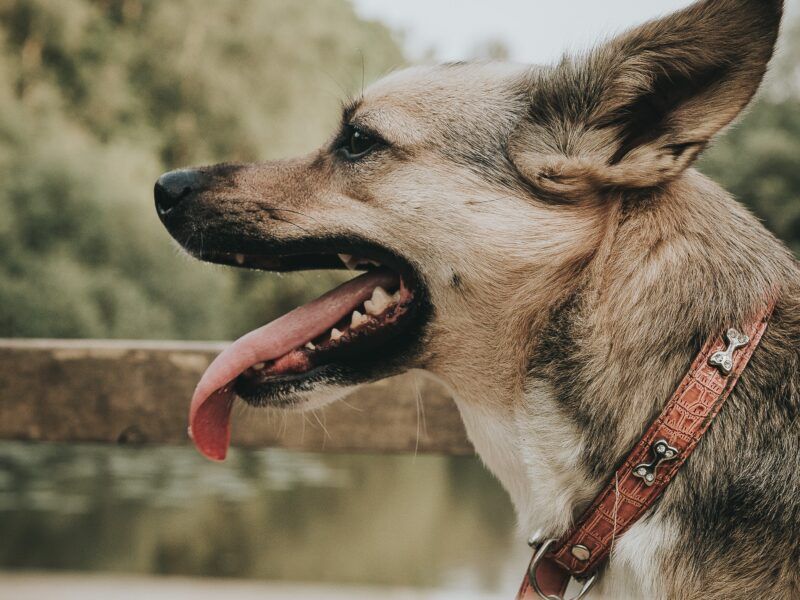 Mi perro hace ruidos como si no pudiera respirar