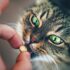 Cómo darle una pastilla a un gato