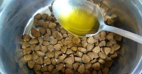 Propiedades del aceite de oliva para los perros