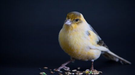 ¿Qué comen los canarios?