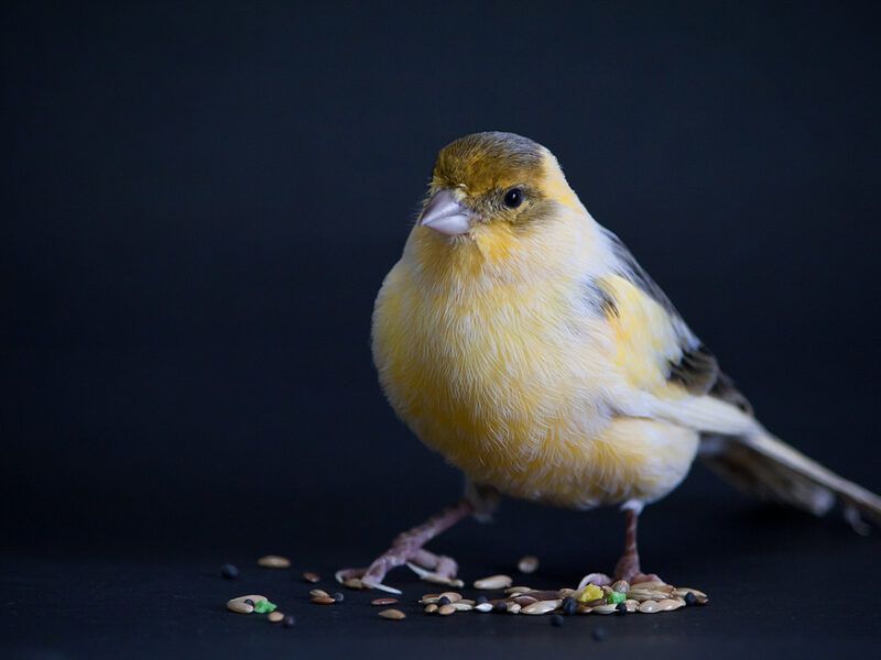 ¿Qué comen los canarios?