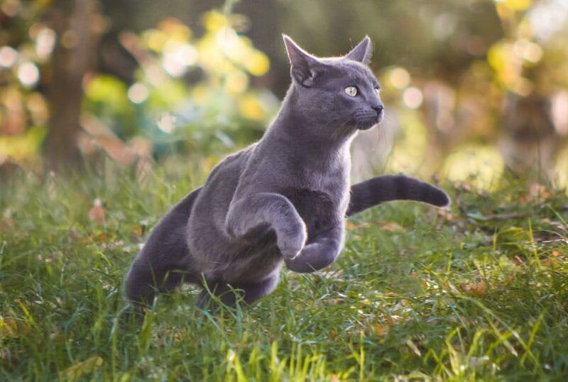 Ahuyentador de gatos