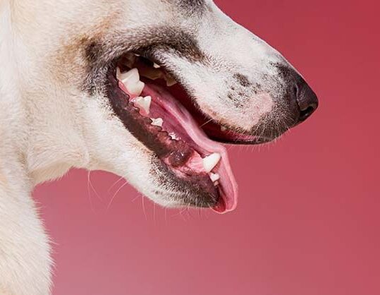 ᐉ canino ¿Qué es? | Síntomas Tratamiento