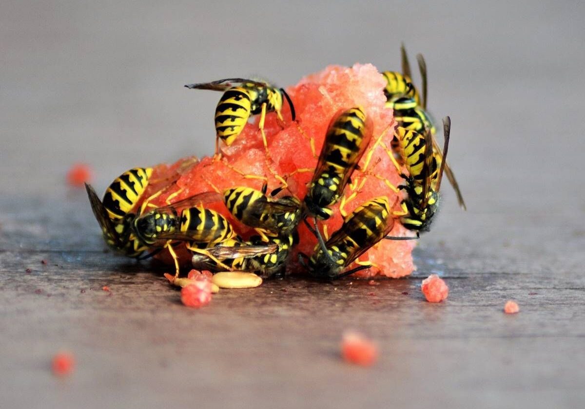 repelentes para avispas