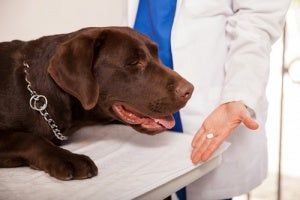 Dosis de aspirina para perros