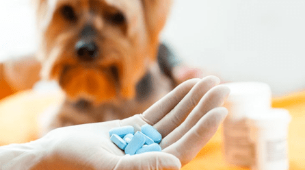 Amoxicilina en perros: para qué sirve, dosis