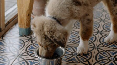 ¿Conocías el pienso personalizado para perros?