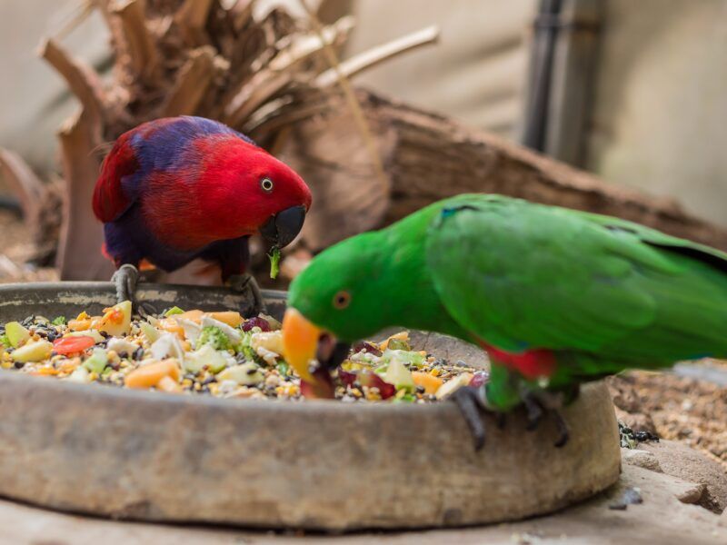¿Qué comida comen los loros?