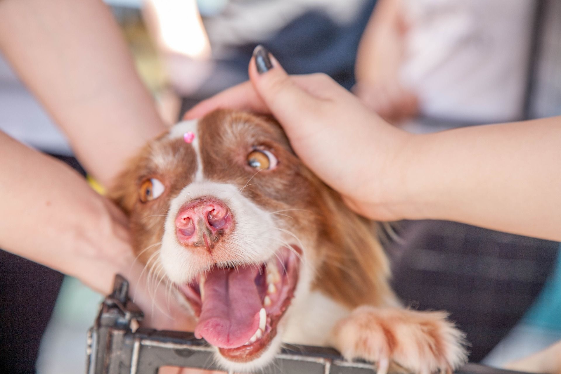 Cómo tranquilizar a un perro travieso