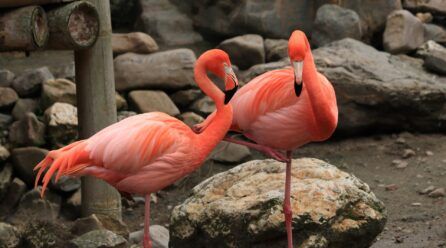 ¿Por qué los flamencos son rosas?
