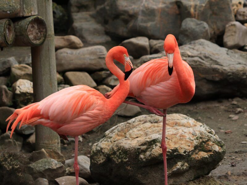 ¿Por qué los flamencos son rosas?