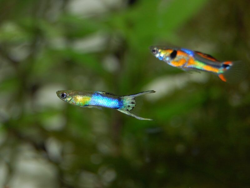 Cómo criar peces guppys