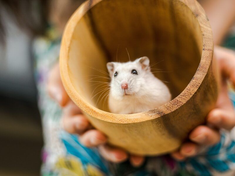 Juguetes caseros para hámsters