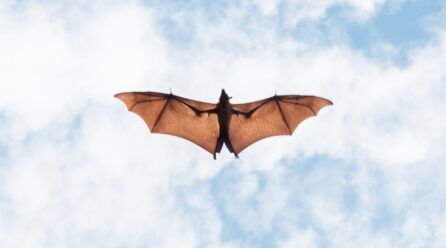 Ahuyentador de murciélagos