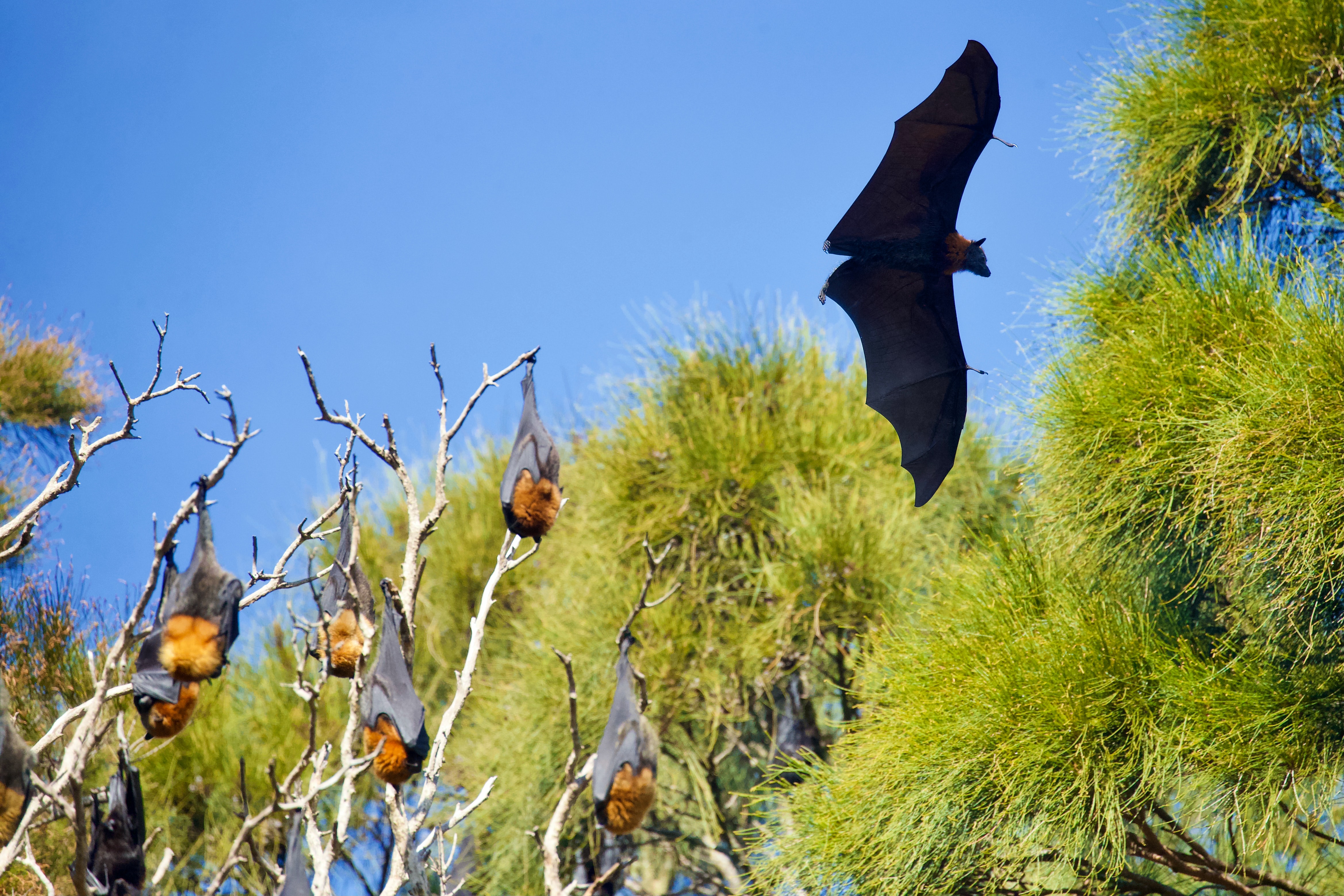 ahuyentar murciélagos