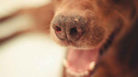 Herpesvirus canino
