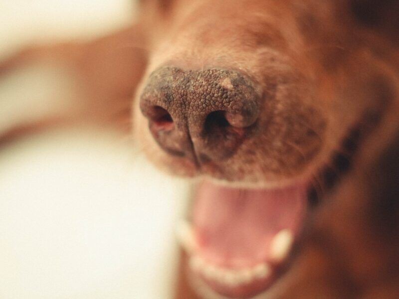 Herpesvirus canino