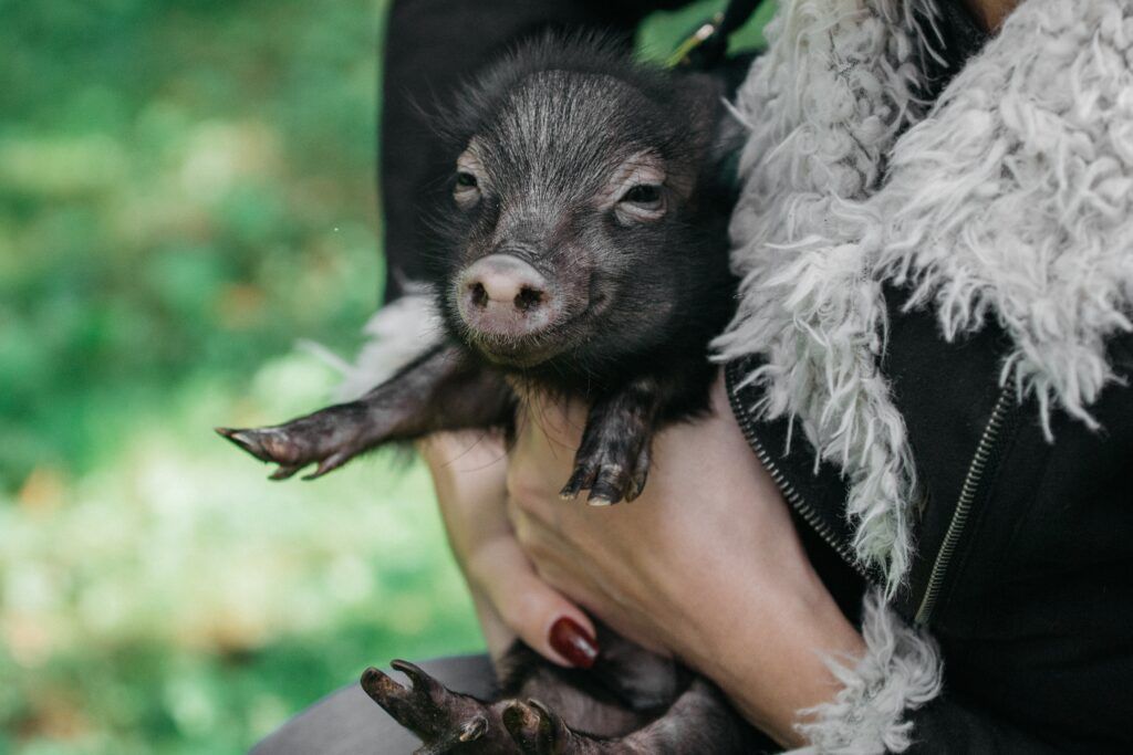 Cuidados de los cerdos vietnamita