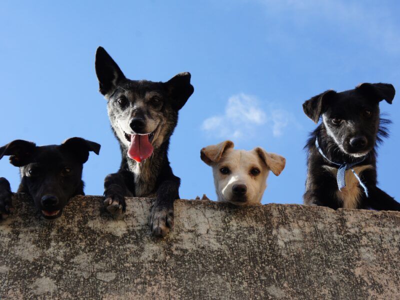 Adopción de perros cachorros