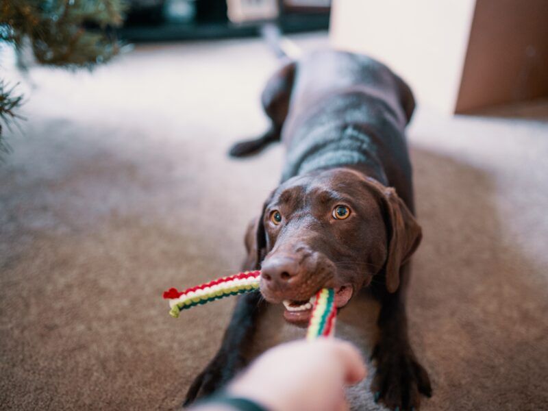 Juguetes de inteligencia para perros