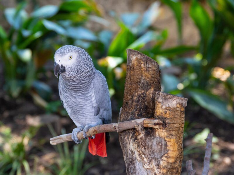 Juguetes para loros yacos