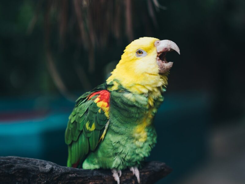 ¿Les gusta la música a los periquitos?