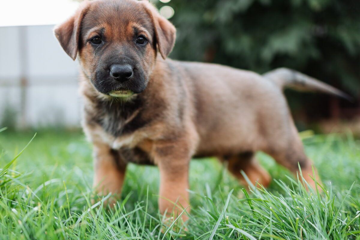 Por qué comen hierba los perros