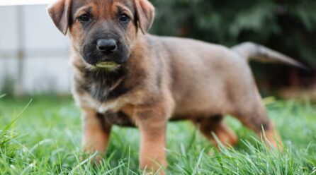 Por qué comen hierba los perros
