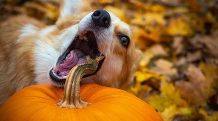 ¿Pueden comer calabaza los perros?