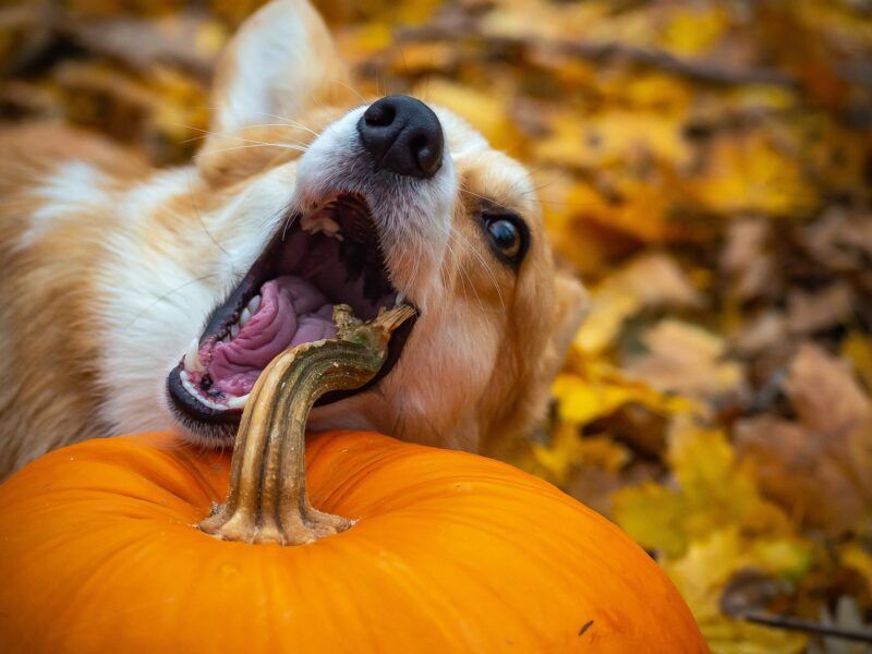 ¿Pueden comer calabaza los perros?