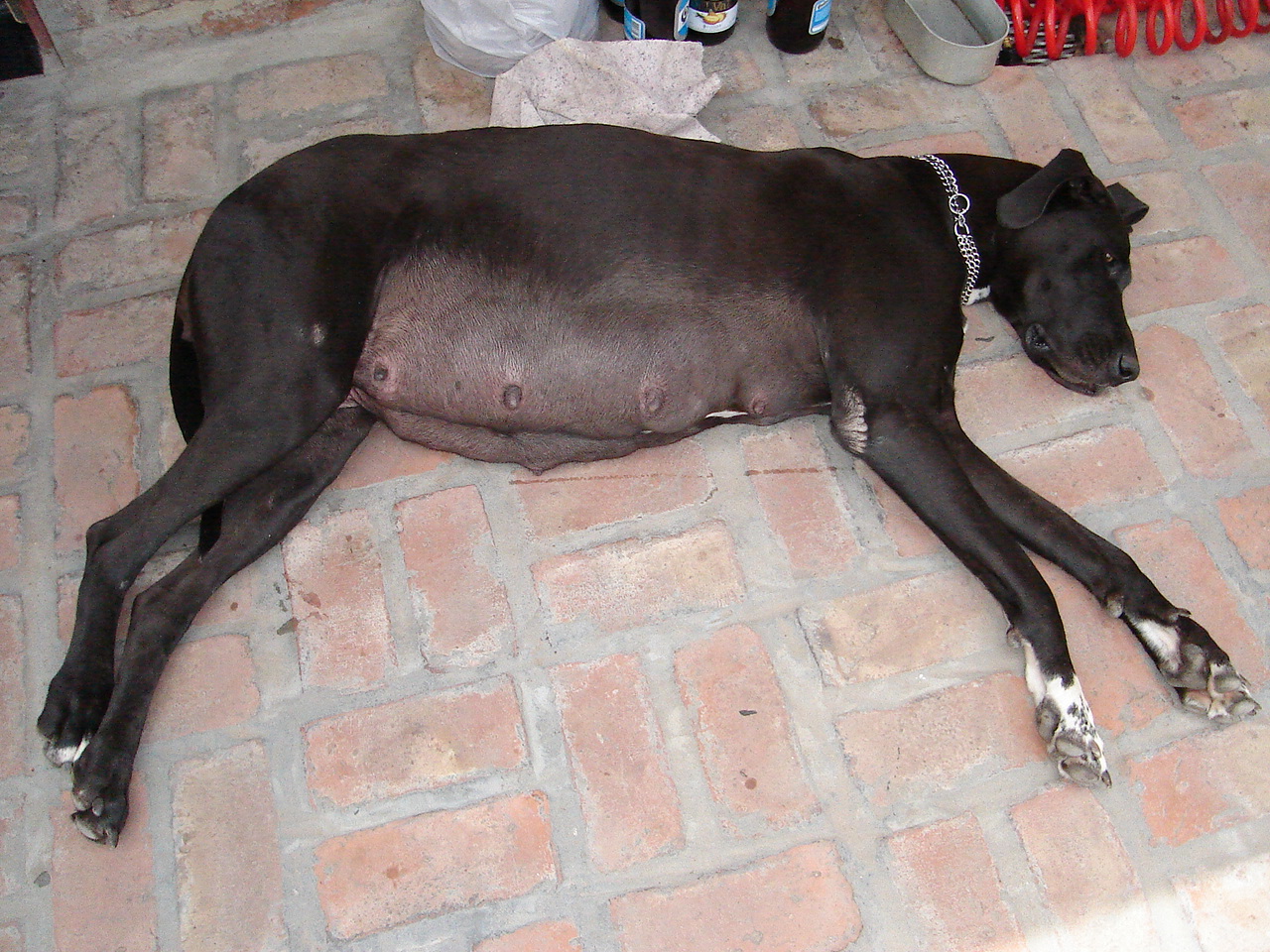 Señales de que la perra ya parió